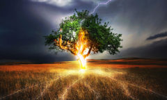 Lightning strikes a tree